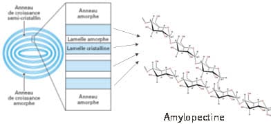amidon - amylopectine